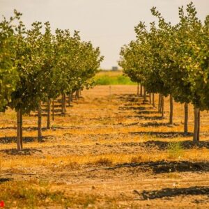 california orchards