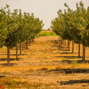 california orchards