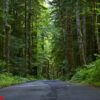 road through deep forest