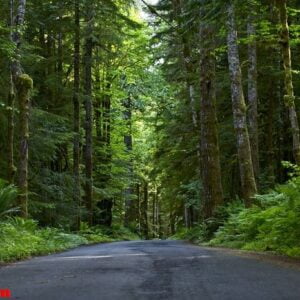 road through deep forest