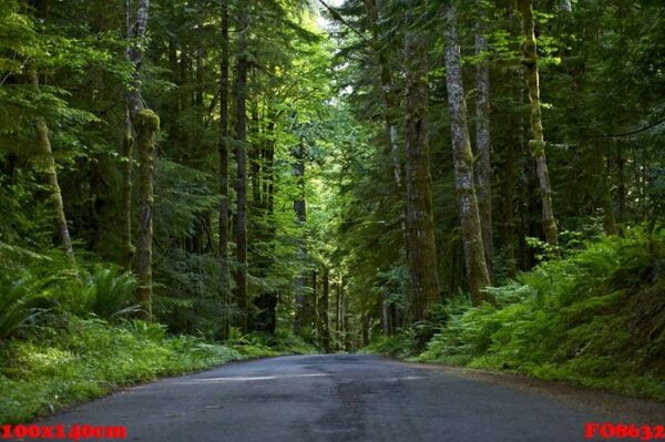 road through deep forest