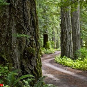 primitive forest road