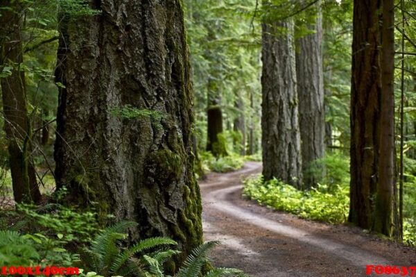 primitive forest road