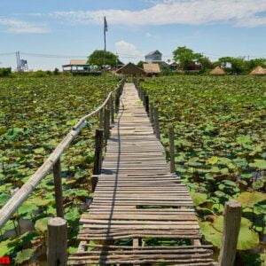 lotus plantation