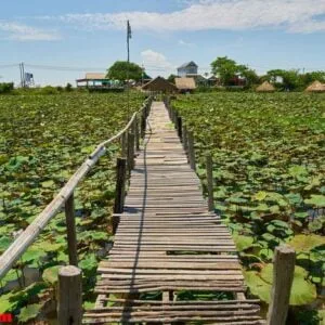 lotus plantation