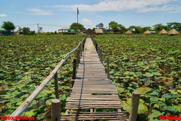 lotus plantation