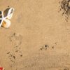 dried starfish on the beach background