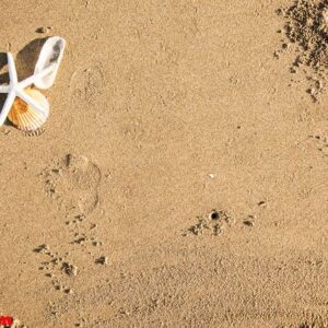 dried starfish on the beach background