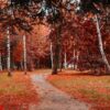 black forrest. orange evening sun shines through the golden foggy forest woods. magical autumn forrest. colorful fall leaves. romantic background. sunrays before sunset. landscape format.