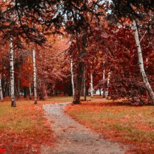 black forrest. orange evening sun shines through the golden foggy forest woods. magical autumn forrest. colorful fall leaves. romantic background. sunrays before sunset. landscape format.