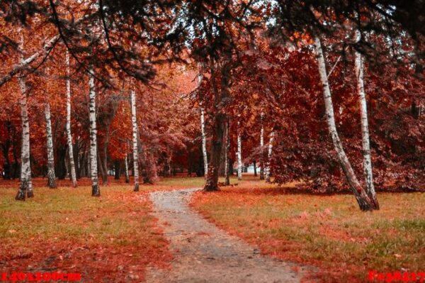 black forrest. orange evening sun shines through the golden foggy forest woods. magical autumn forrest. colorful fall leaves. romantic background. sunrays before sunset. landscape format.