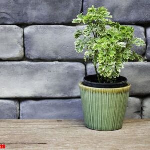 mini green leaves plant pot