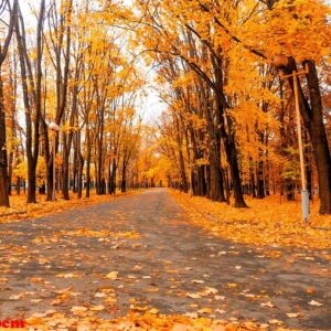 autumn background yellow marple leaves on black asphalt road with copy space for text. fall background. texture. square composition.