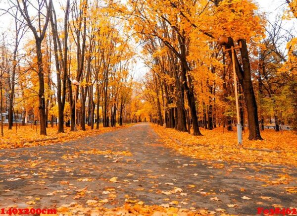 autumn background yellow marple leaves on black asphalt road with copy space for text. fall background. texture. square composition.