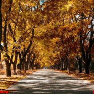 autumn background yellow marple leaves on black asphalt road with copy space for text. fall background. texture. square composition.