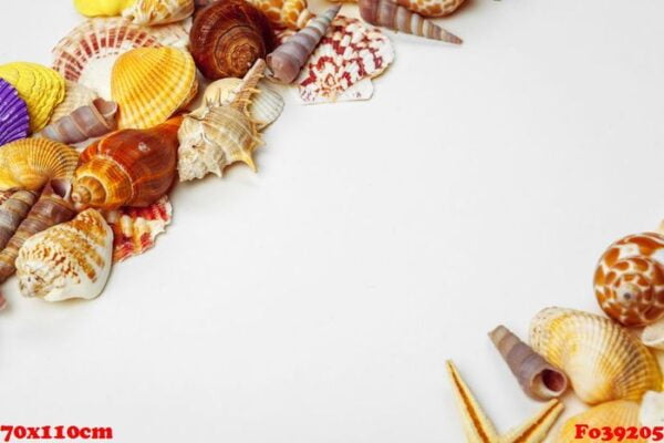 composition of exotic seashells