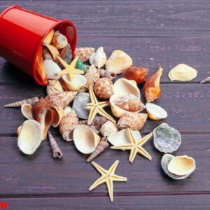 different sea shells on color wooden background