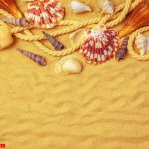 seashells on sand. sea summer vacation background