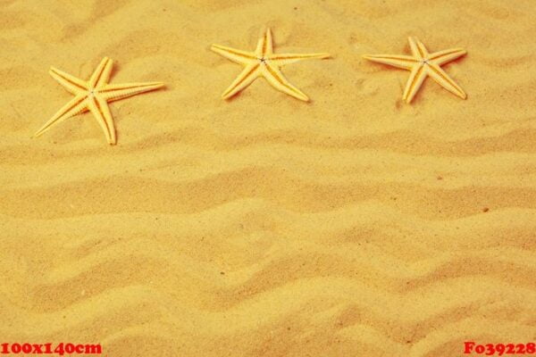 seashells on sand. sea summer vacation background