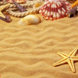 seashells on sand. sea summer vacation background