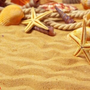 seashells on sand. sea summer vacation background