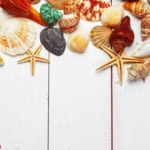 seashells on wooden background.