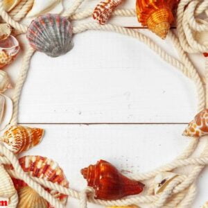 seashells on wooden background.