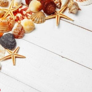 seashells on wooden background.