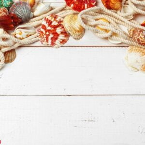 seashells on wooden background.