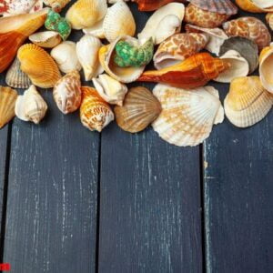 seashells on wooden background.