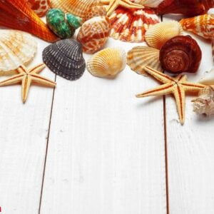 seashells on wooden background.