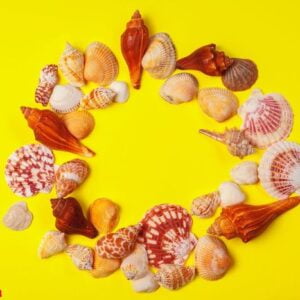 seashells on a yellow background.