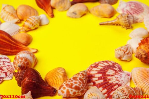 seashells on a yellow background.