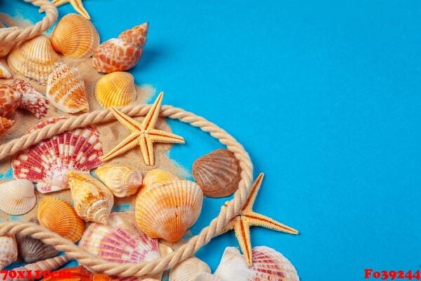 flat lay. top view. frame of shells of various kinds on a blue background.