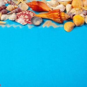 flat lay. top view. frame of shells of various kinds on a blue background.