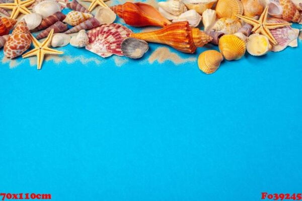 flat lay. top view. frame of shells of various kinds on a blue background.