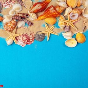 flat lay. top view. frame of shells of various kinds on a blue background.