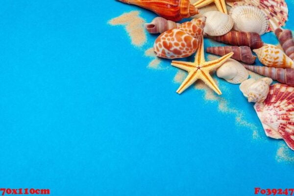 flat lay. top view. frame of shells of various kinds on a blue background.