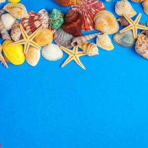 flat lay. top view. frame of shells of various kinds on a blue background.