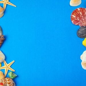 flat lay. top view. frame of shells of various kinds on a blue background.