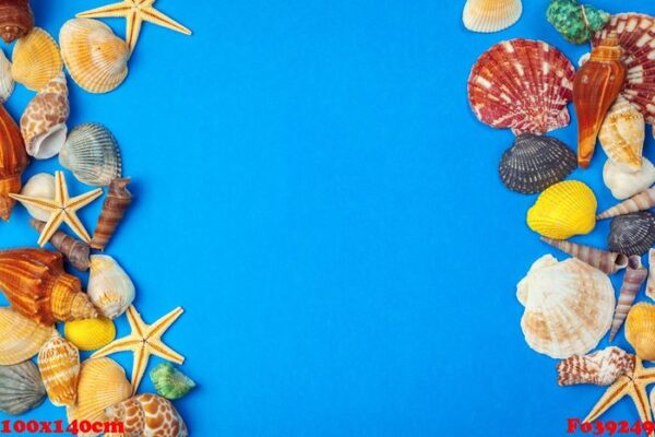 flat lay. top view. frame of shells of various kinds on a blue background.