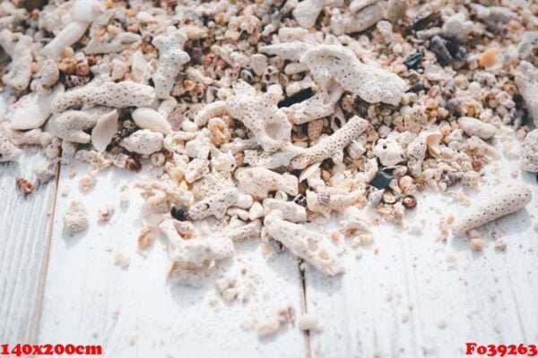 summer background,reef and sea shell on white wood table