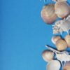 seashells on the blue background