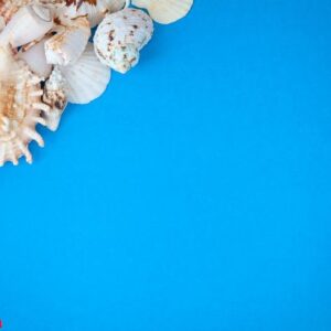 summer time concept with sea shells on a blue background