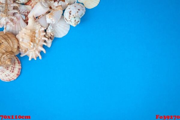 summer time concept with sea shells on a blue background