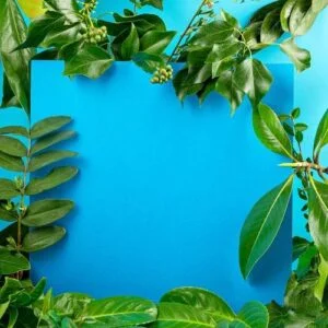 blue background with green fresh leaves and plants.