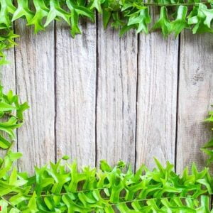 frame of fern leaves on a wooden background