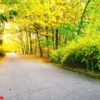 asphalt road in park with colorful leaves