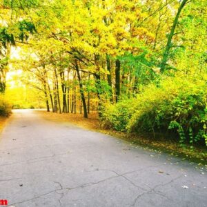 asphalt road in park with colorful leaves