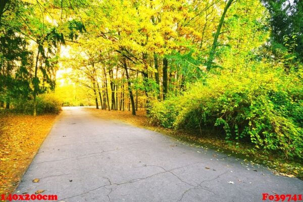 asphalt road in park with colorful leaves